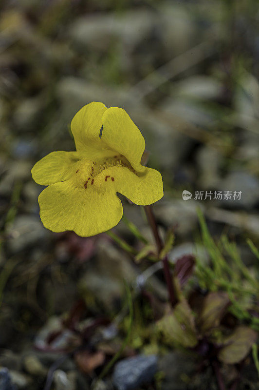 在阿拉斯加和科迪亚克岛的潮湿地区发现的Erythranthe gttata, Mimulus gttatus，有共同的名字Seep monkeyflower和common yellow monkeyflower。Phrymaceae。